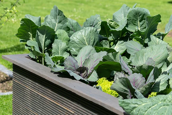 Hochbeet mit verschiedenen Kohlsorten